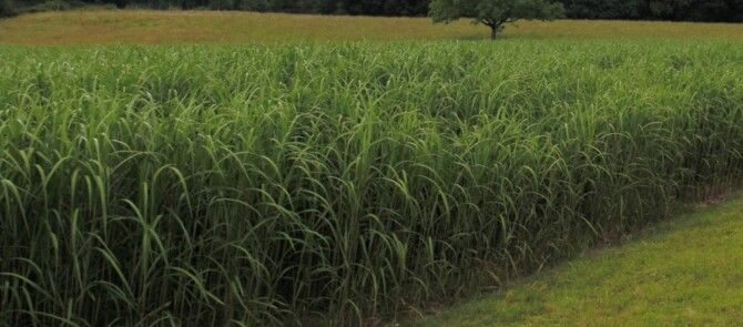 Le miscanthus